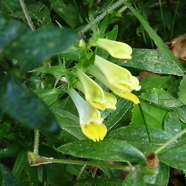 Melampyrum pratense