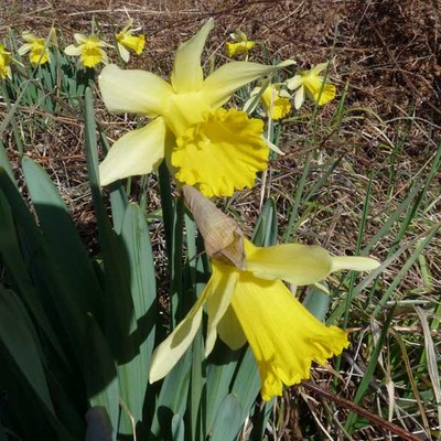 Narcissus pseudonarcissus