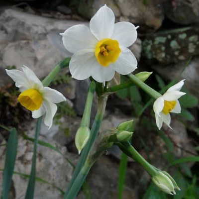 Narcissus tazetta