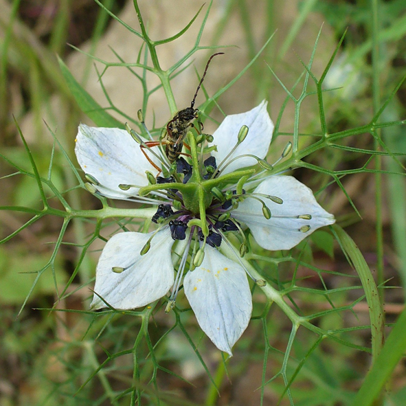 Nigella damascena