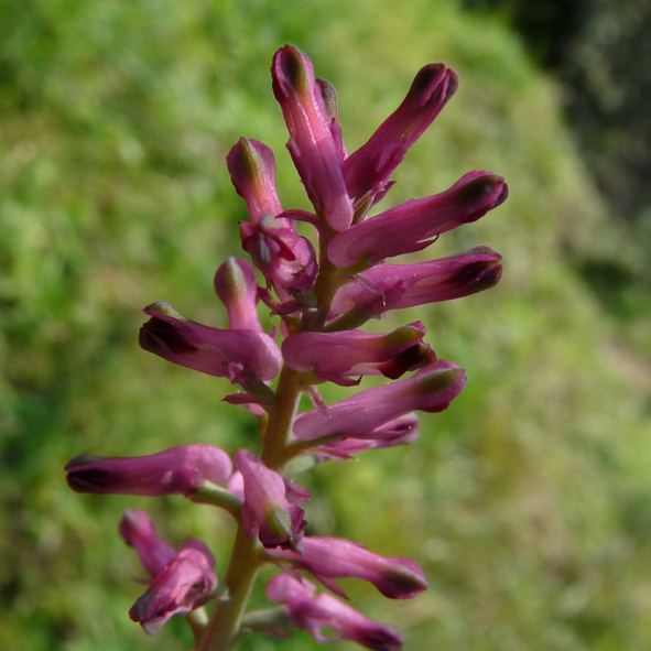 Fumaria officinalis