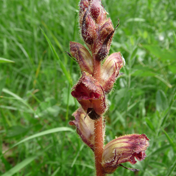 Orobanche gracilis