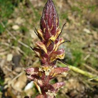 Orobanche hederae