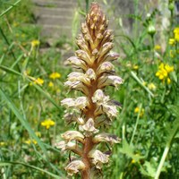 Orobanche minor