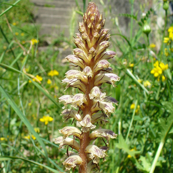 Orobanche minor