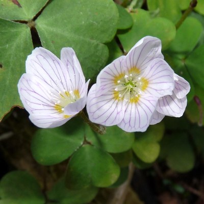 Oxalis acetosella