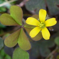 Oxalis corniculata