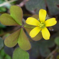 Oxalis corniculata