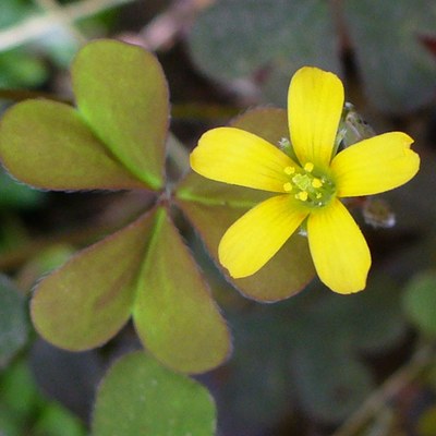 Oxalis corniculata