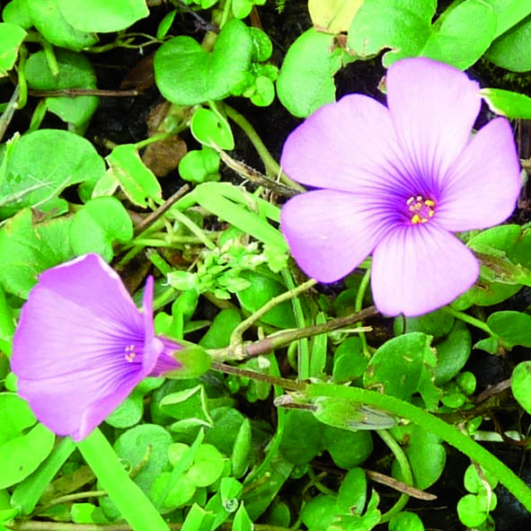 Oxalis corymbosa