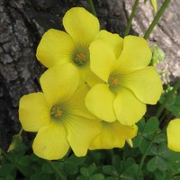 Oxalis pes caprae