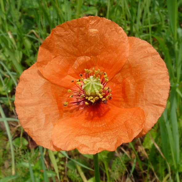 Papaver dubium