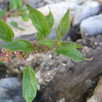 Parietaria officinalis