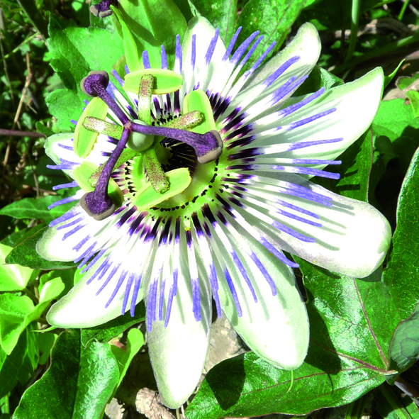 Passiflora caerulea