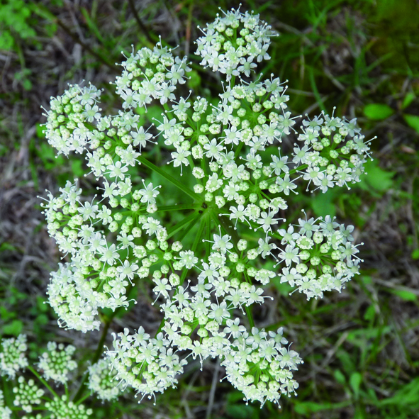 Peucedanum cervaria