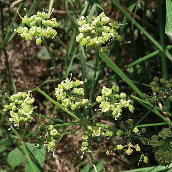 Peucedanum officinale