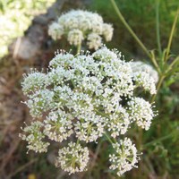 Peucedanum oreoselinum