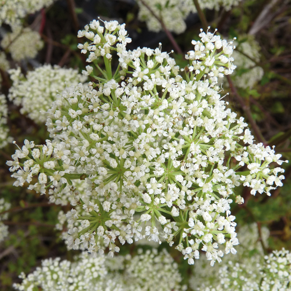 Peucedanum venetum