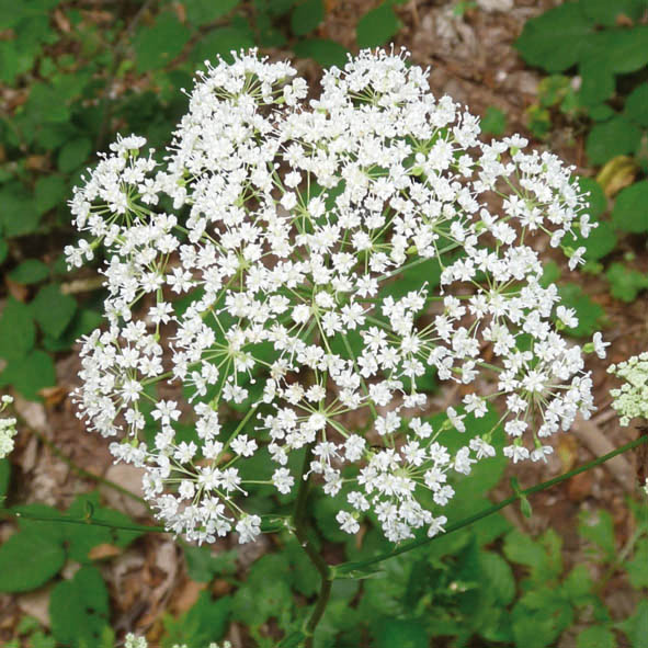 Physospermum cornubiense