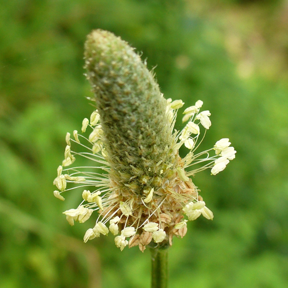 Plantago lanceolata