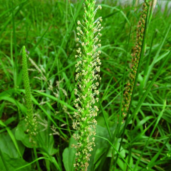 Plantago major