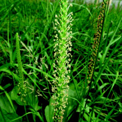 Plantago major