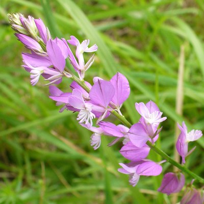 Polygala nicaeensis