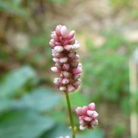 Persicaria lapathifolia