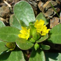 Portulaca oleracea