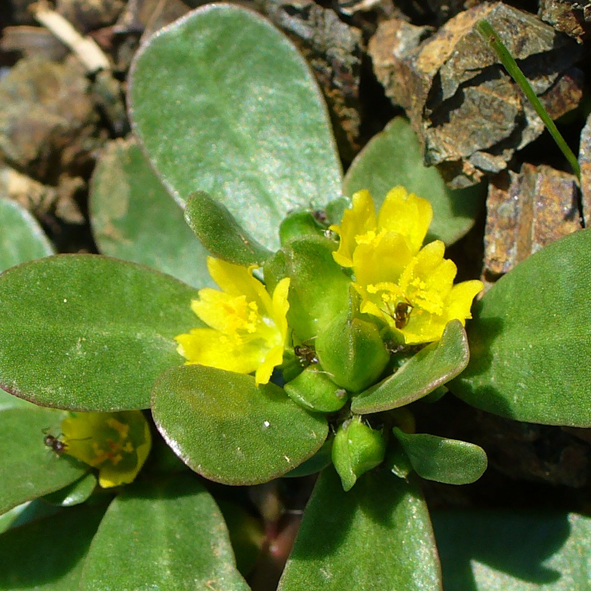 Portulaca oleracea