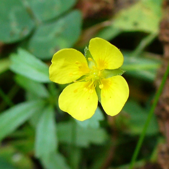 Potentilla erecta