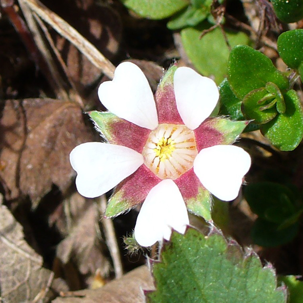 Potentilla micrantha