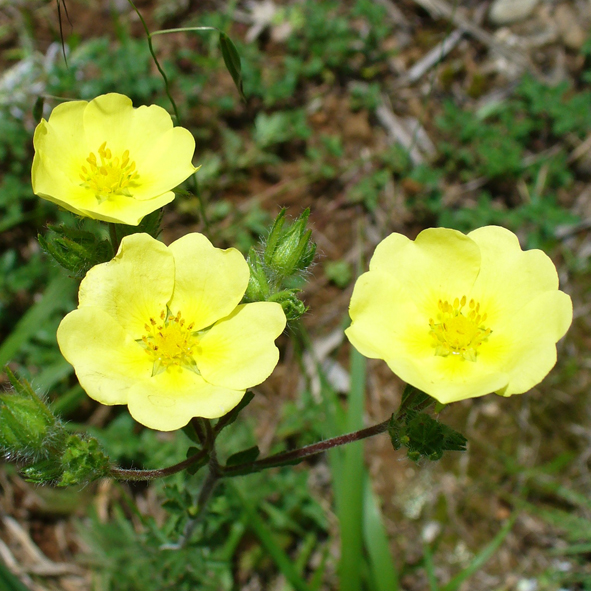 Potentilla recta