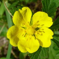 Potentilla reptans