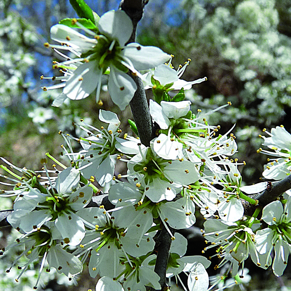 Prunus spinosa