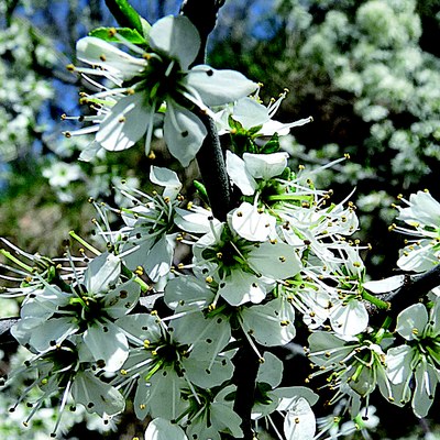 Prunus spinosa