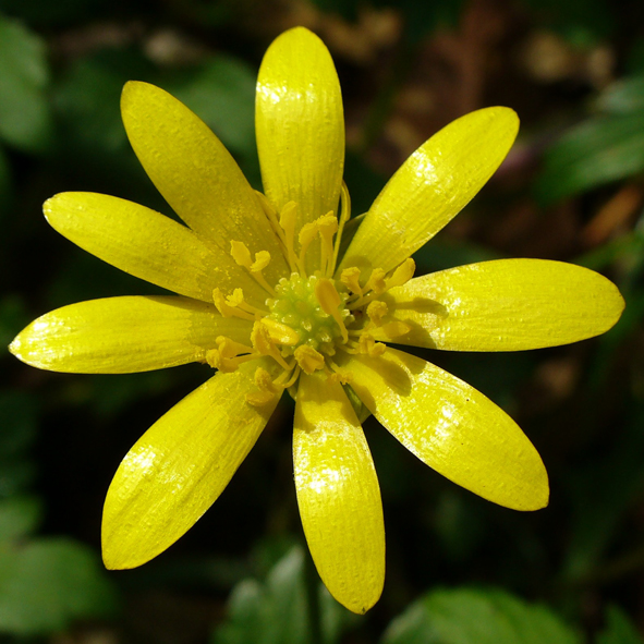 Ranunculus ficaria