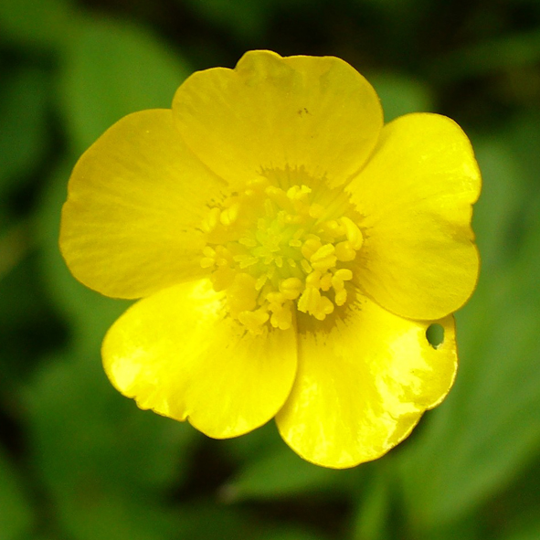 Ranunculus repens