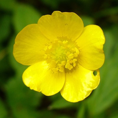 Ranunculus repens