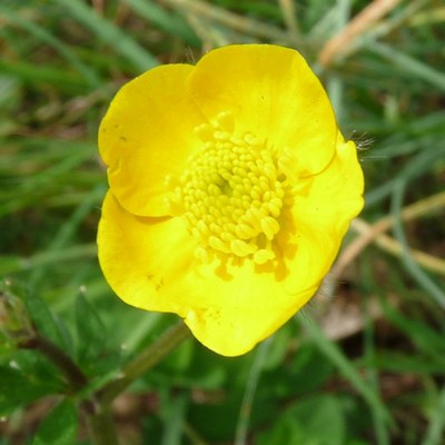 Ranunculus sardous