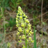 Reseda lutea