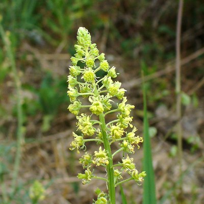 Reseda lutea