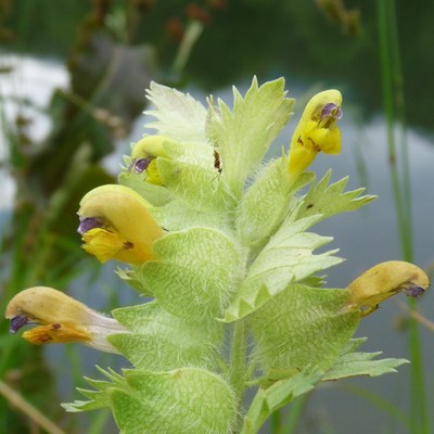 Rhinanthus alecterolopus