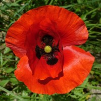 Papaver roheas