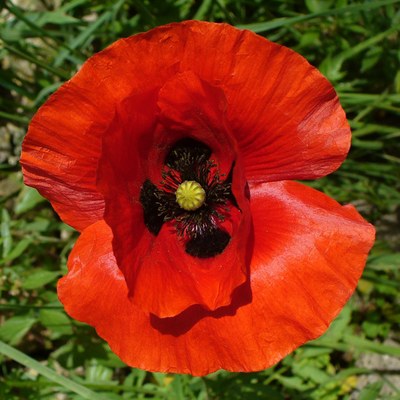 Papaver roheas