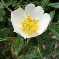 Rosa agrestis