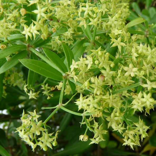 Rubia peregrina