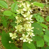 Rubus canescens