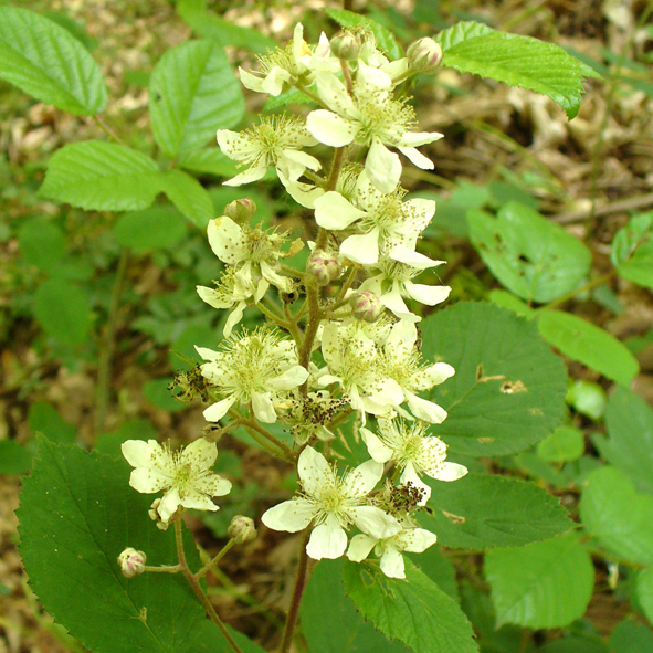 Rubus canescens