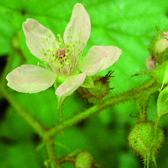 Rubus hirtus